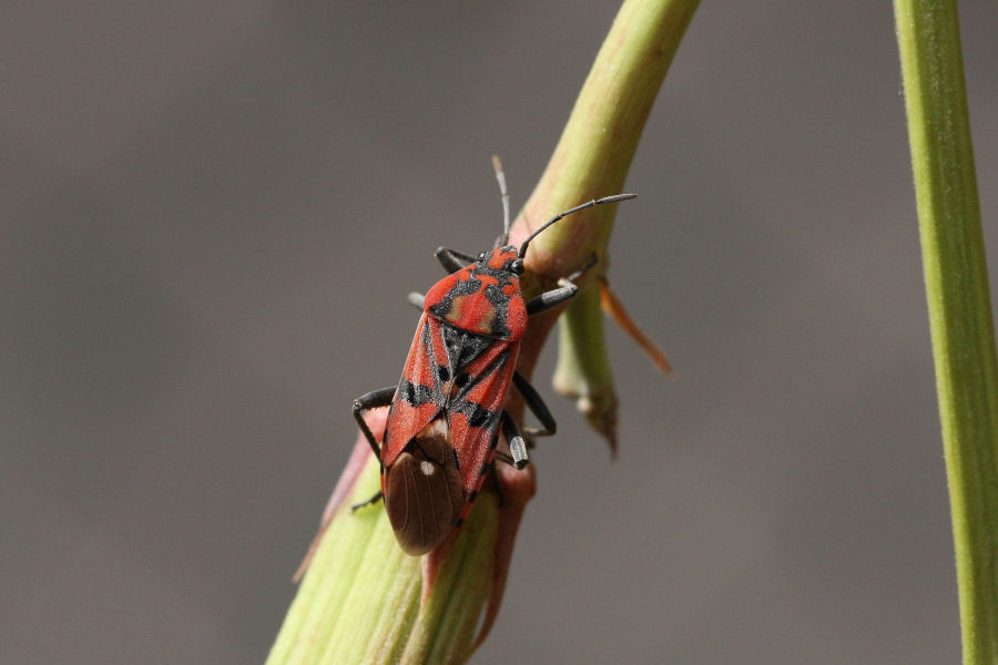 Lygaeidae: Spilostethus pandurus della Campania (NA)